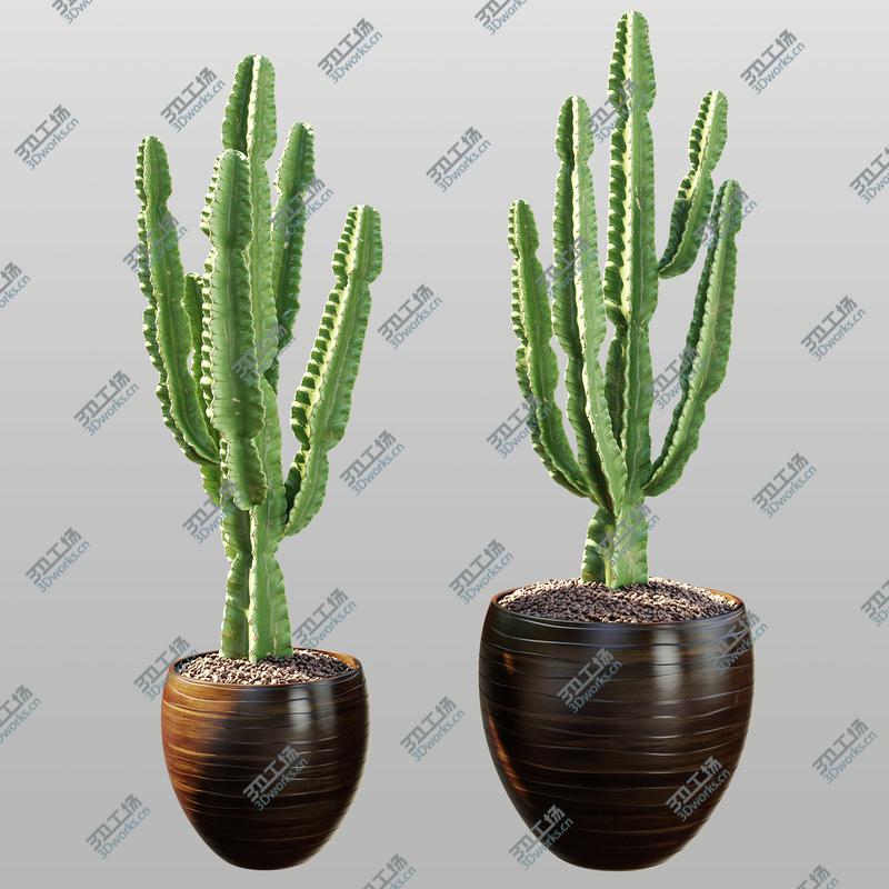 images/goods_img/2021040162/Euphorbia ingens/2.jpg